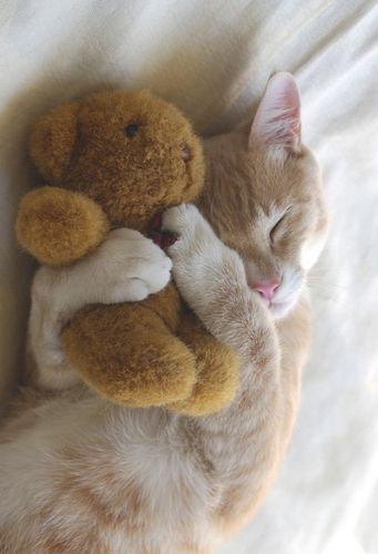 cat with teddy bear