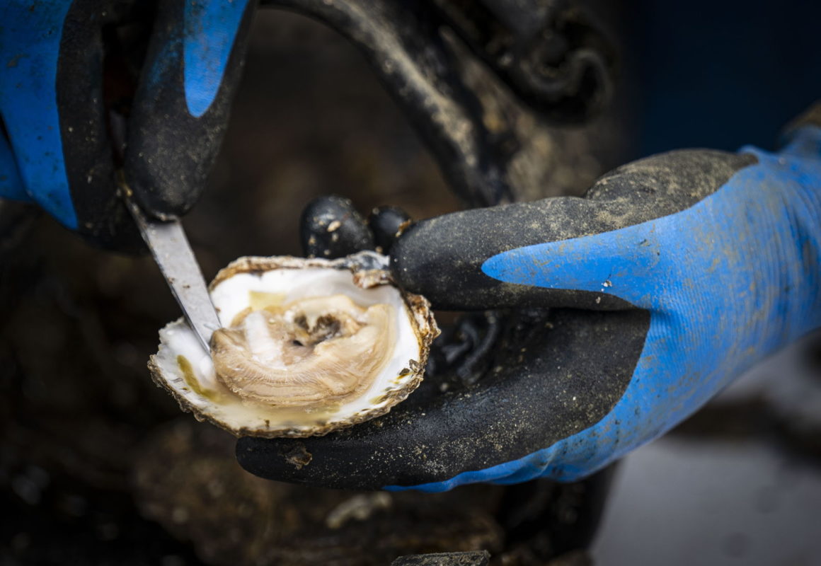 Met de hand een verse Zeeuwse oester openen met een oestermes