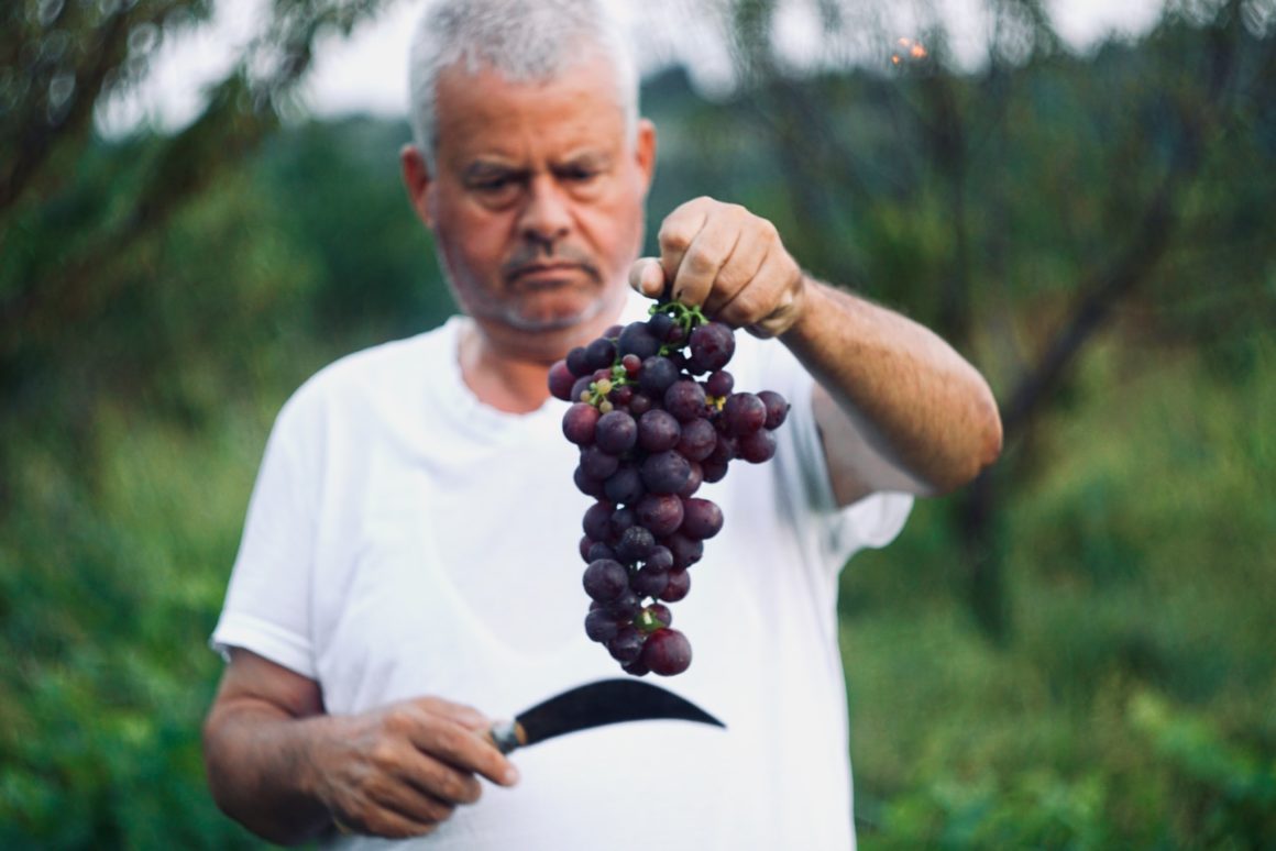 Person carefully picking grapes from a vine, surrounded by lush vineyards, while the golden autumn sun highlights the atmosphere of harvest time.