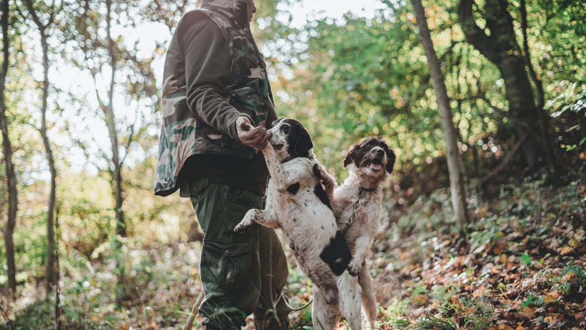 Persoon begeleidt honden tijdens een truffelzoektocht in een dichtbebost gebied, waarbij de honden enthousiast de grond besnuffelen op zoek naar de verborgen truffelschatten.