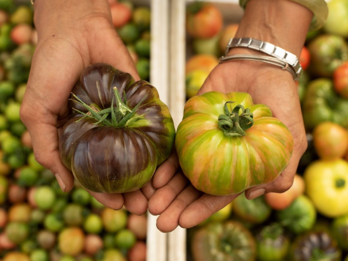 Handen die twee uniek gekleurde heirloom tomaten vasthouden voor een achtergrond van diverse tomaten