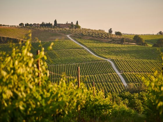 Wijngaard op glooiende Toscaanse heuvels bij zonsondergang, met rijen wijnstokken en een pittoresk landschap op de achtergrond